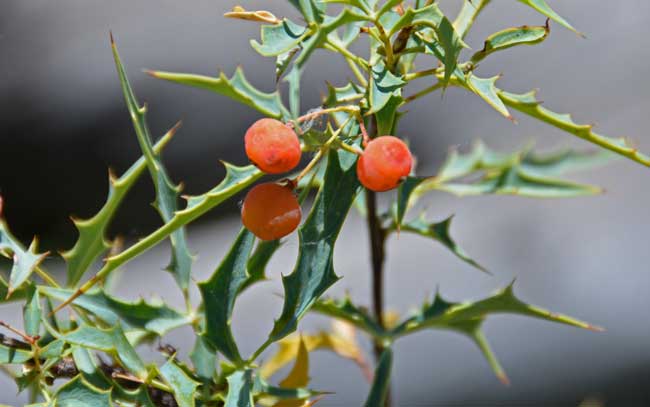 Berberis haematocarpa, Red Barberry, Southwest Desert Flora